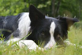 Border collie von Nancy Alpaerts