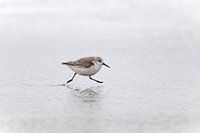 Running sanderling