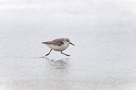 Running sanderling by Marcel de Bruin