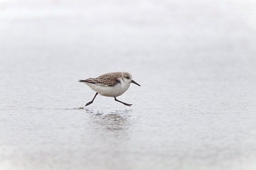 Bécasseau sanderling