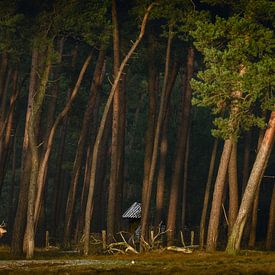 In the woods by John Goossens Photography