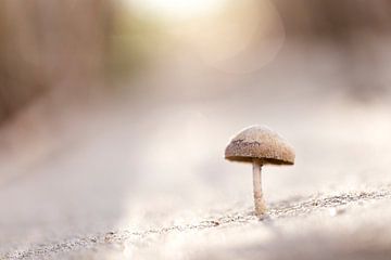 Een paddenstoeltje in het eerste zonlicht van de dag