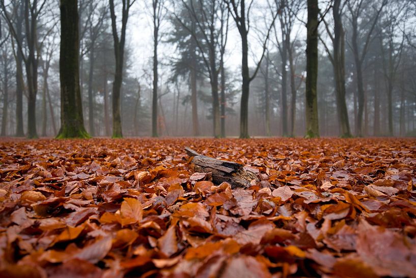Herbstwald von Evelien Huisman