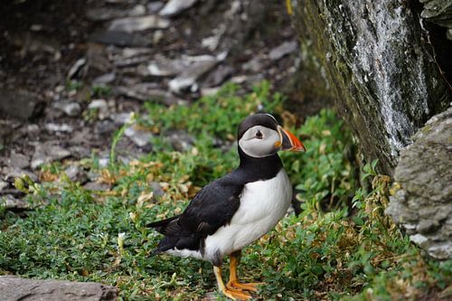 Papegaaiduikers op het eiland Skellig Michael in Ierland