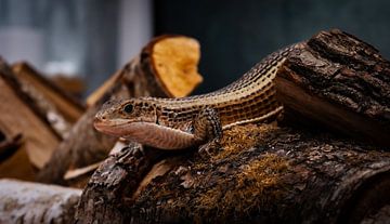 Lézard sur Alvadela Design & Photography