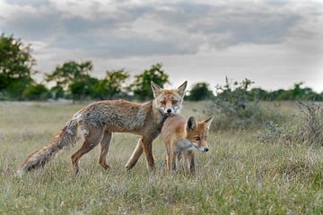 Red fox and cub von Menno Schaefer