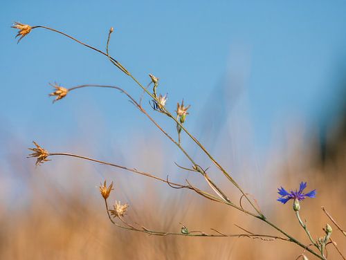 Kornblume, so blau