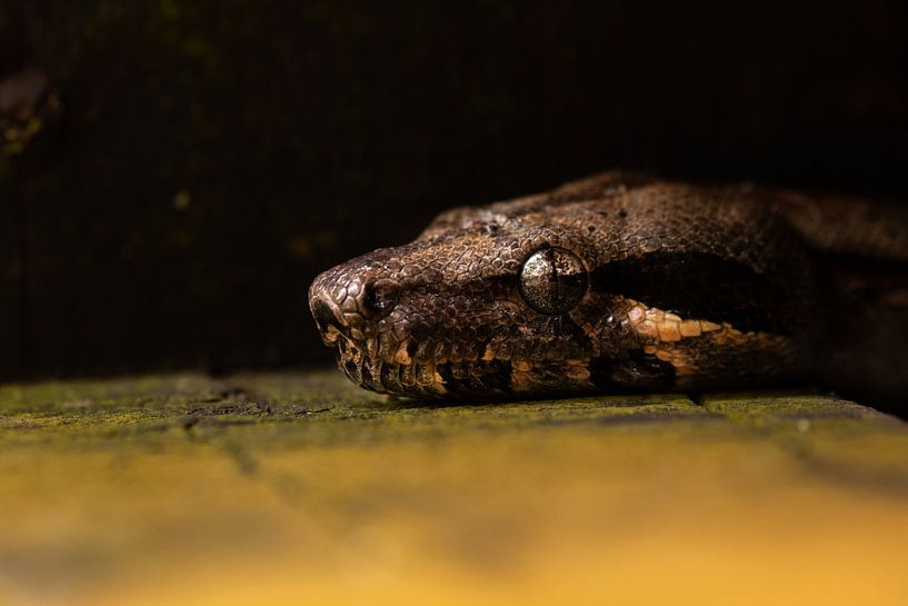 Boa Constrictor by Kars Klein Wolterink