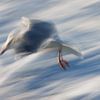 Seagull creative with ICM by Linda Raaphorst