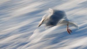 Seagull créatif avec ICM sur Linda Raaphorst