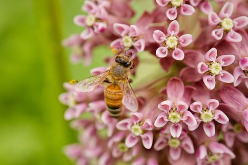 Honeybee sur un paysage d'asclépiades roses