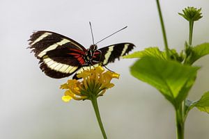 Heliconius van Anjo ten Kate