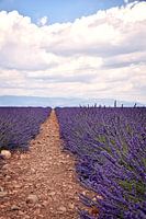 Lavendel velden