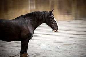 Zwart paard in het water van Lotte van Alderen