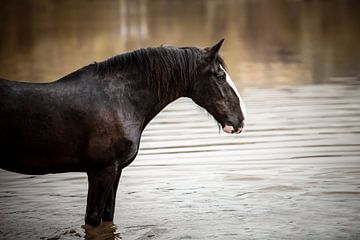 Zwart paard in het water van Lotte van Alderen