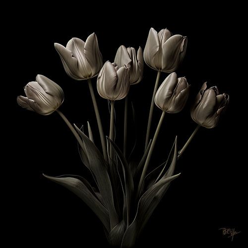 The Grey Tullips