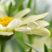 Wassertropfen