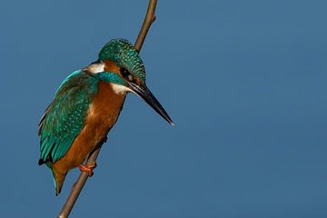 Kingfisher by Peter van Winkel