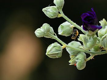 Hummel auf Stockrose