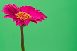 Pink Gerbera by Kimberly van Aalten