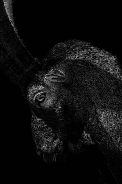 Capricorn series by Lens_en_Dier/Vizier Fotografie