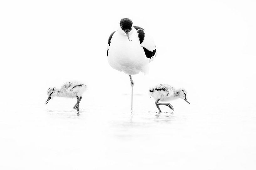 Young avocets by Anja Brouwer Fotografie