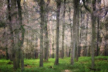 The Magical Forest lll van Rigo Meens
