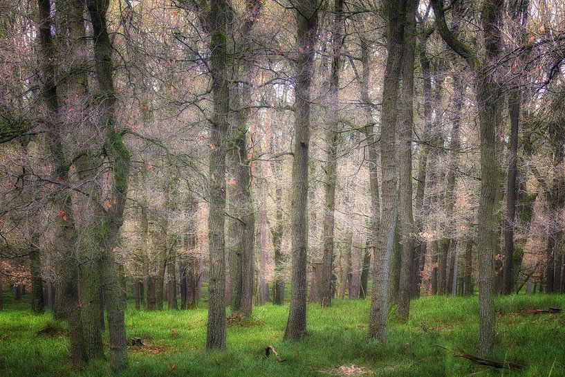 The Magical Forest lll von Rigo Meens