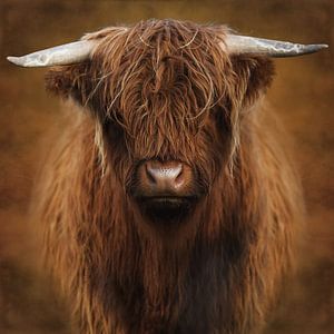 Highlander
