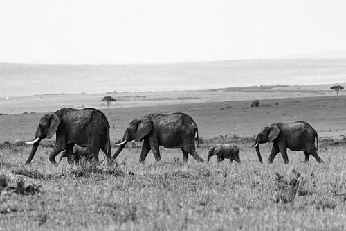 Kudde Olifanten
