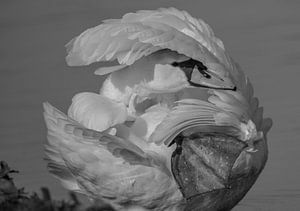 Swan - black and white by Karen de Geus