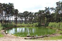 Groen meertje in de Nederlandse natuur