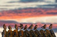 Young owls on the point of fledging by Michelle Peeters thumbnail