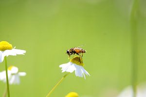 Mittagspause von Colin Aalbers