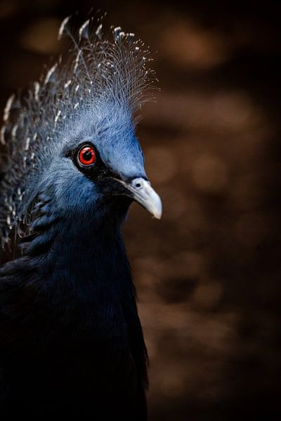 Die Victoria-Krontaube von Design Wall Arts