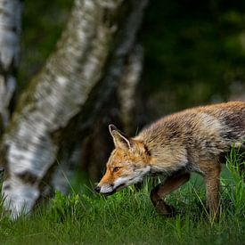 Schleichender Fuchs im Gras von bryan van willigen