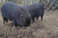 1jährige Minischweine im Garten von Babetts Bildergalerie Miniaturansicht