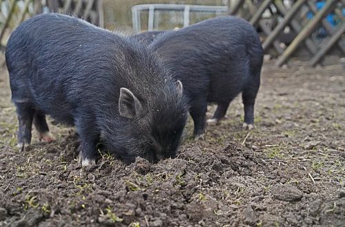 1 jaar oude minivarkens in de tuin