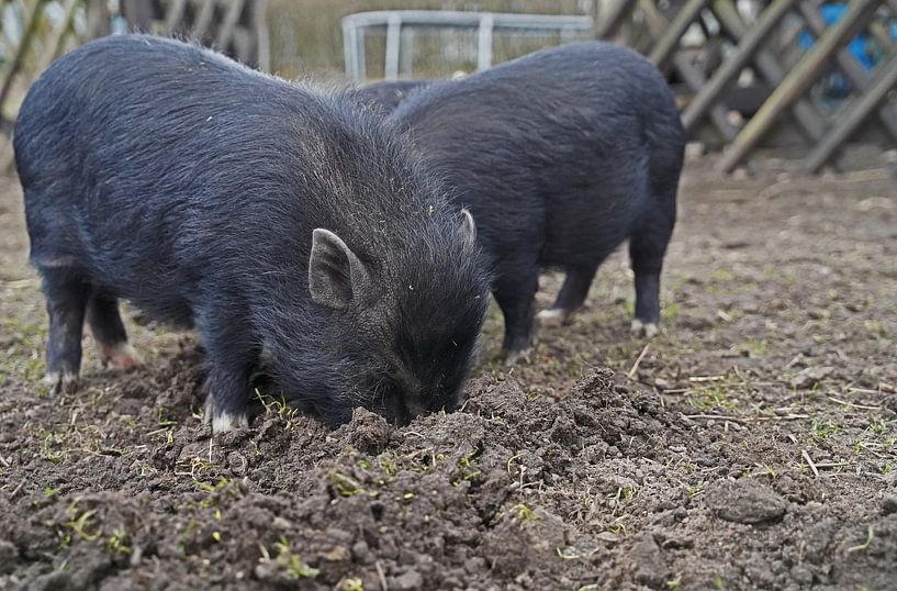 1jährige Minischweine im Garten von Babetts Bildergalerie