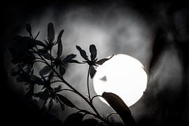 Mystical spring by Foto Oger