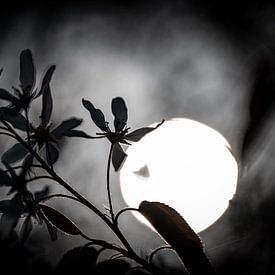 Mystieke lente van Foto Oger
