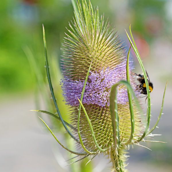 Wild teasel, Dipsacus fullonum by Michael Schuppich