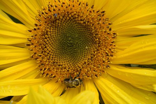 Een zonnebloem in de tuin in de herfst