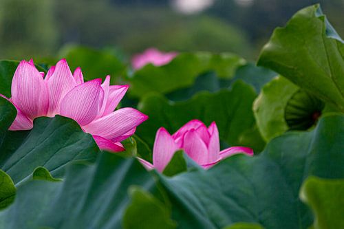 Lotus