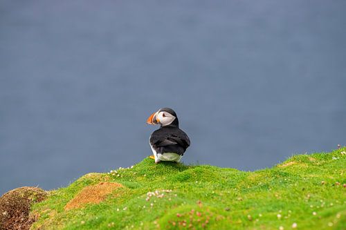 Puffin