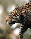 Vrouwelijke Jaguar van Patrick van Bakkum thumbnail