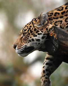 Femelle Jaguar sur Patrick van Bakkum