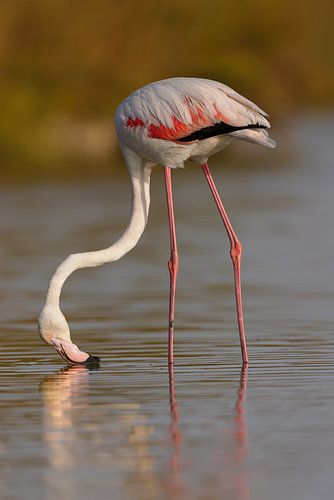 Rosaflamingo (Phoenicopterus roseus)