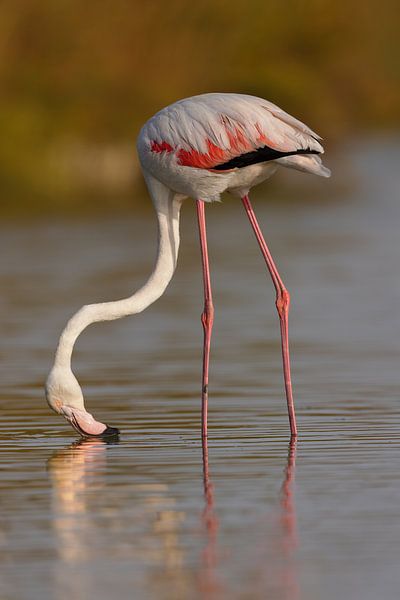 Roze flamingo (Phoenicopterus roseus) van Dirk Rüter