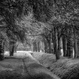 Forest path Gieten forestry by Jurjen Veerman